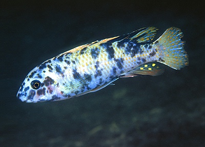 Labeotropheus trewavasae 'Higga Reef'